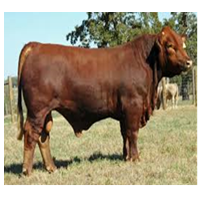 Gako Meat Company Ltd  logo